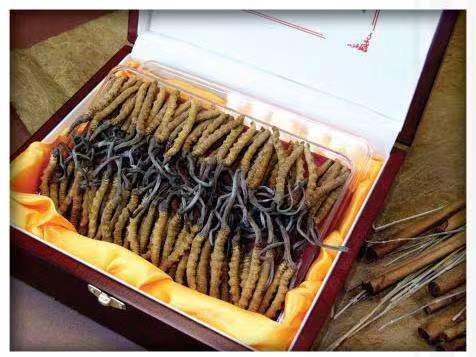 富源冬虫夏草回收